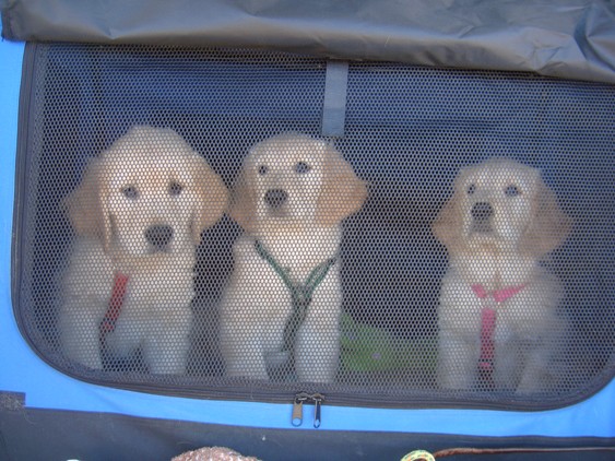 Curti, Finia und Rosa im Kennel