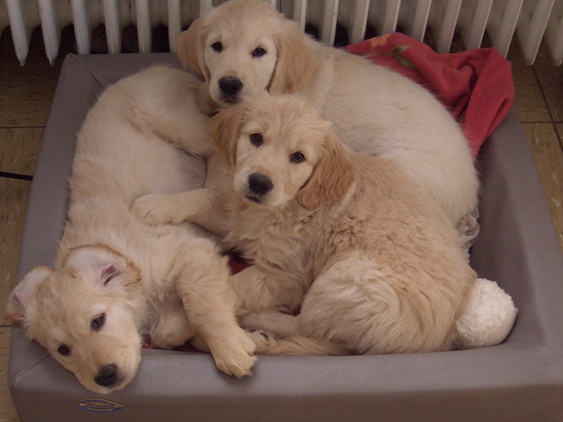 Finia, Carlos und Rosa