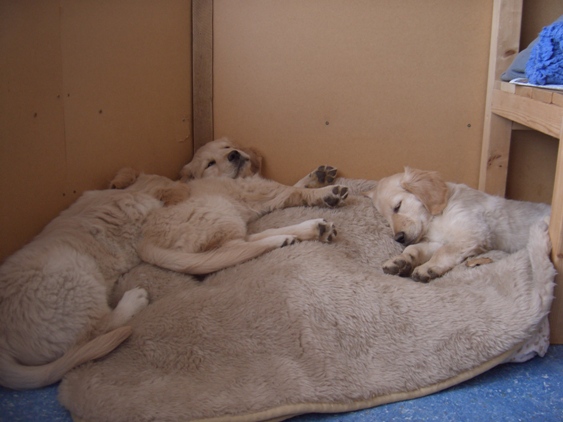 Carlos, Rosa und Finia