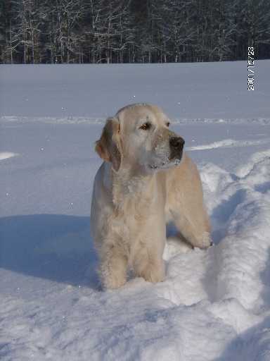 Tessa im Schnee in Wolfsanger im Dez. 2001