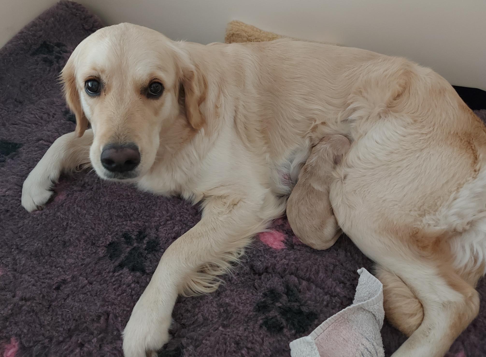 Trude mit Welpe Eddi 