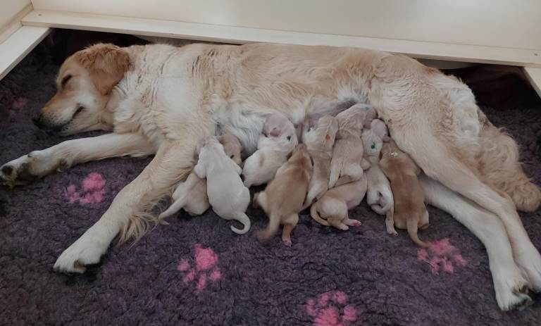 Trude mit ihren Welpen aus dem H-Wurf